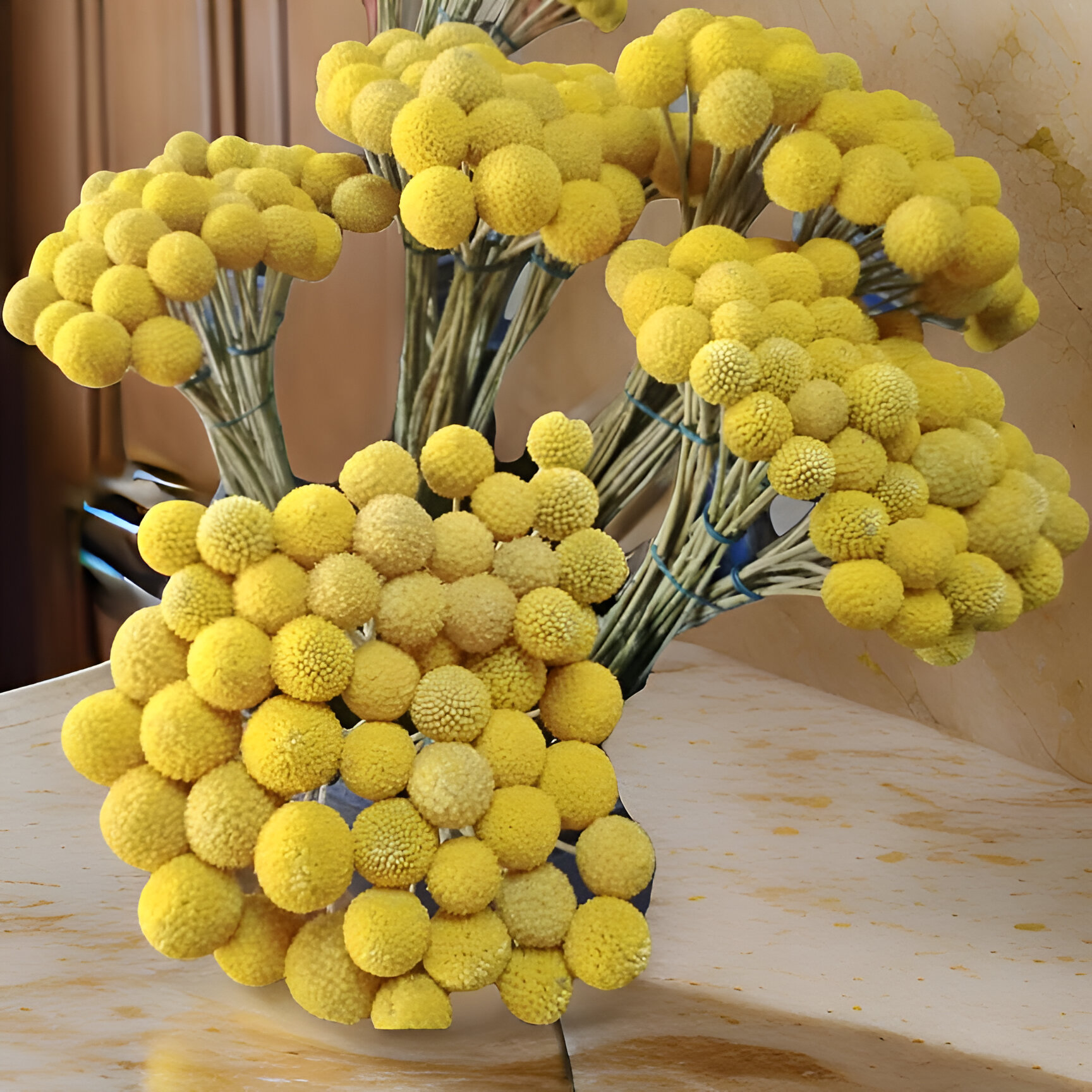 Buchati Gambier Blooms